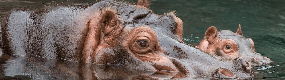 Hippopotamus 